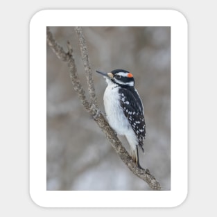 Hairy Woodpecker Sticker